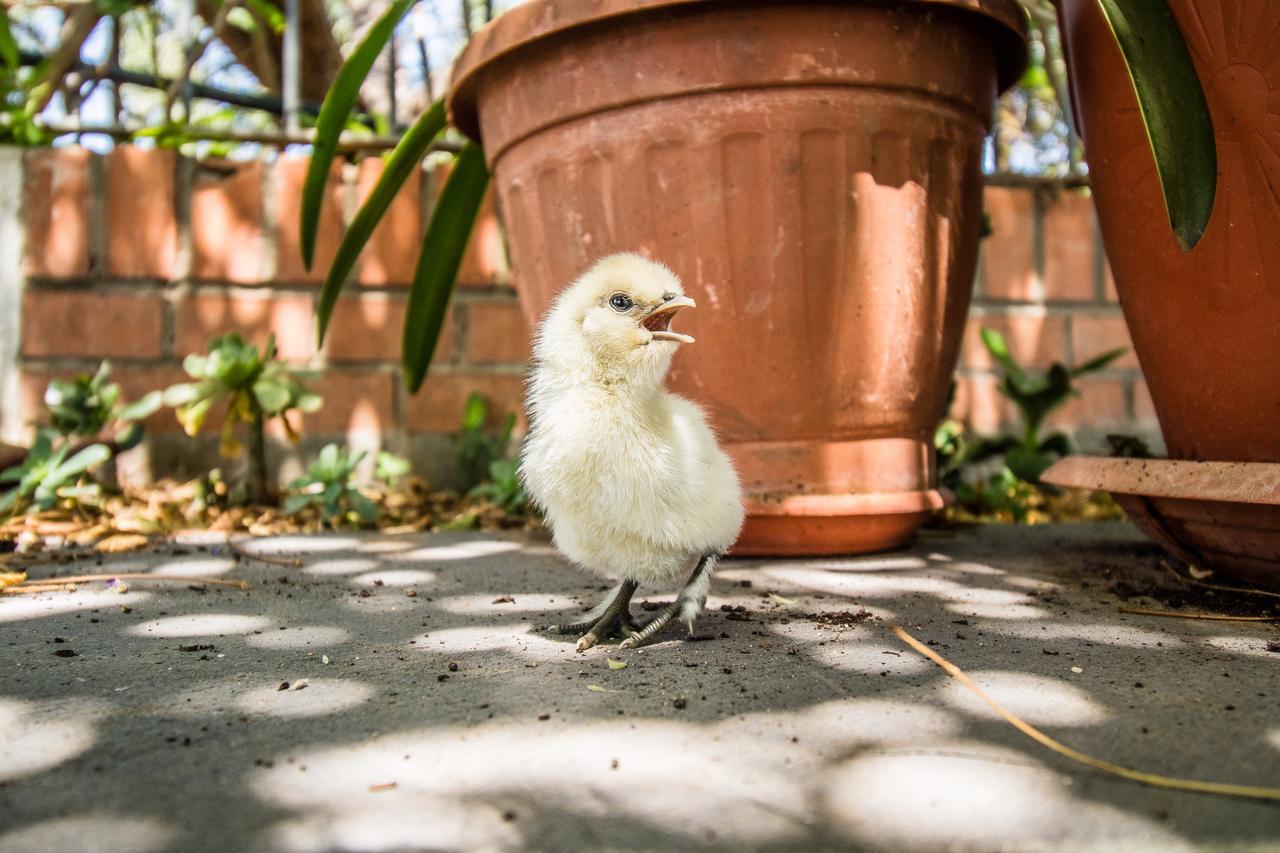 Il Gallo Con Gli Stivali 테르몰리 외부 사진