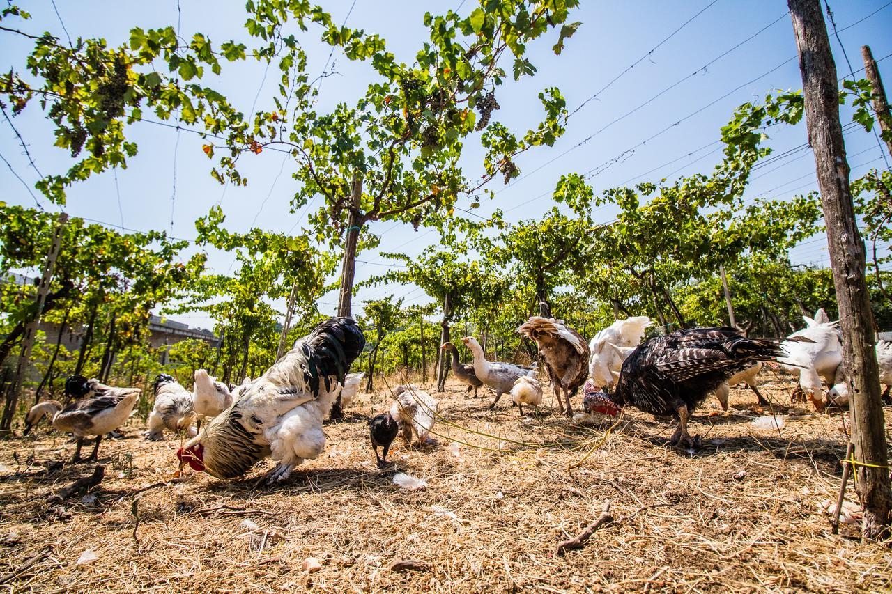 Il Gallo Con Gli Stivali 테르몰리 외부 사진