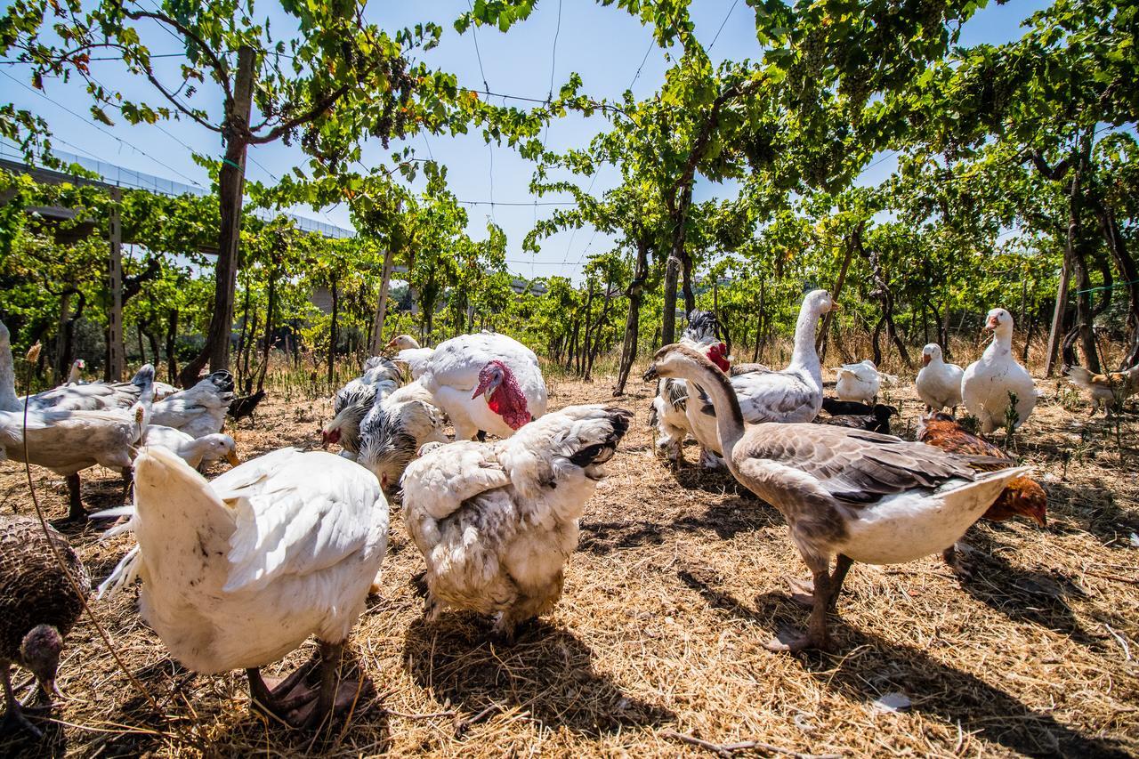 Il Gallo Con Gli Stivali 테르몰리 외부 사진