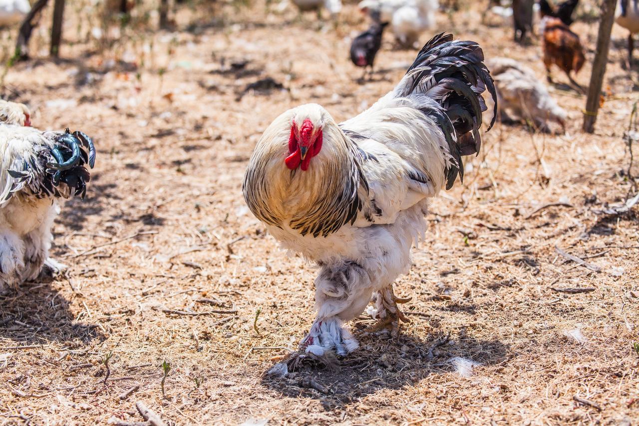 Il Gallo Con Gli Stivali 테르몰리 외부 사진