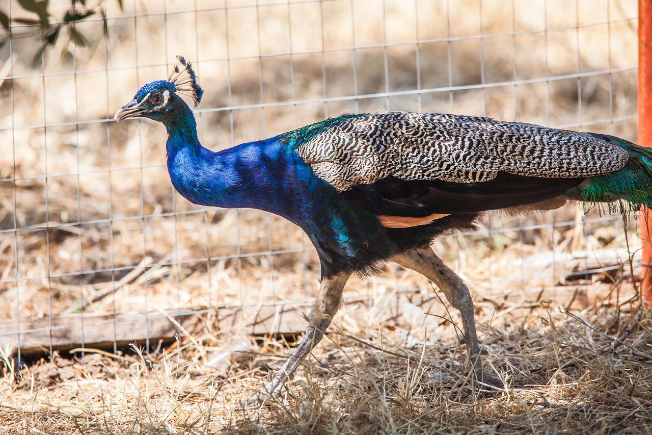 Il Gallo Con Gli Stivali 테르몰리 외부 사진