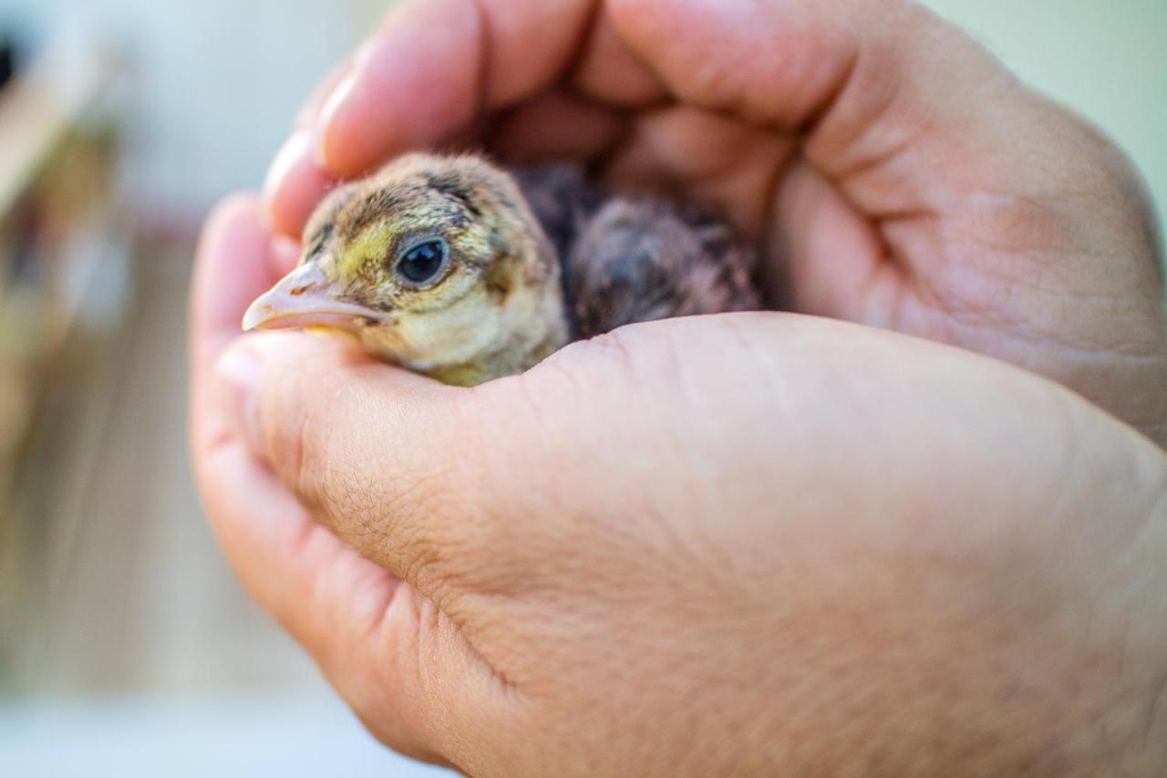 Il Gallo Con Gli Stivali 테르몰리 외부 사진