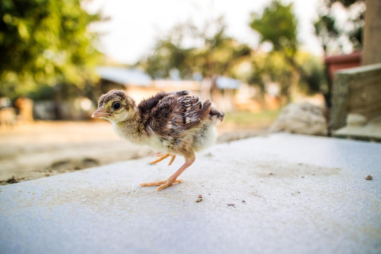 Il Gallo Con Gli Stivali 테르몰리 외부 사진
