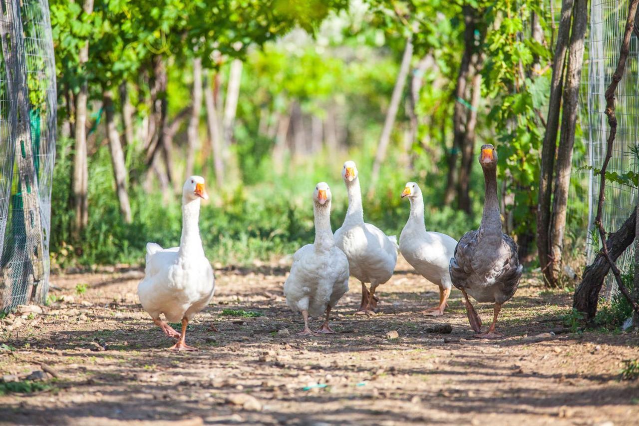 Il Gallo Con Gli Stivali 테르몰리 외부 사진