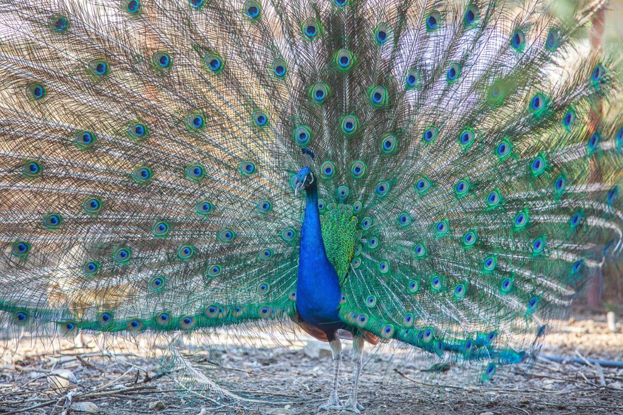 Il Gallo Con Gli Stivali 테르몰리 외부 사진