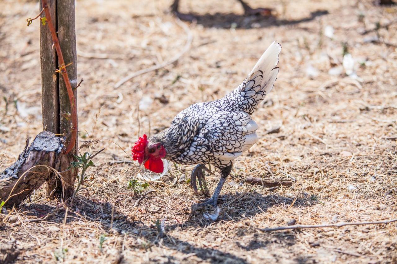 Il Gallo Con Gli Stivali 테르몰리 외부 사진