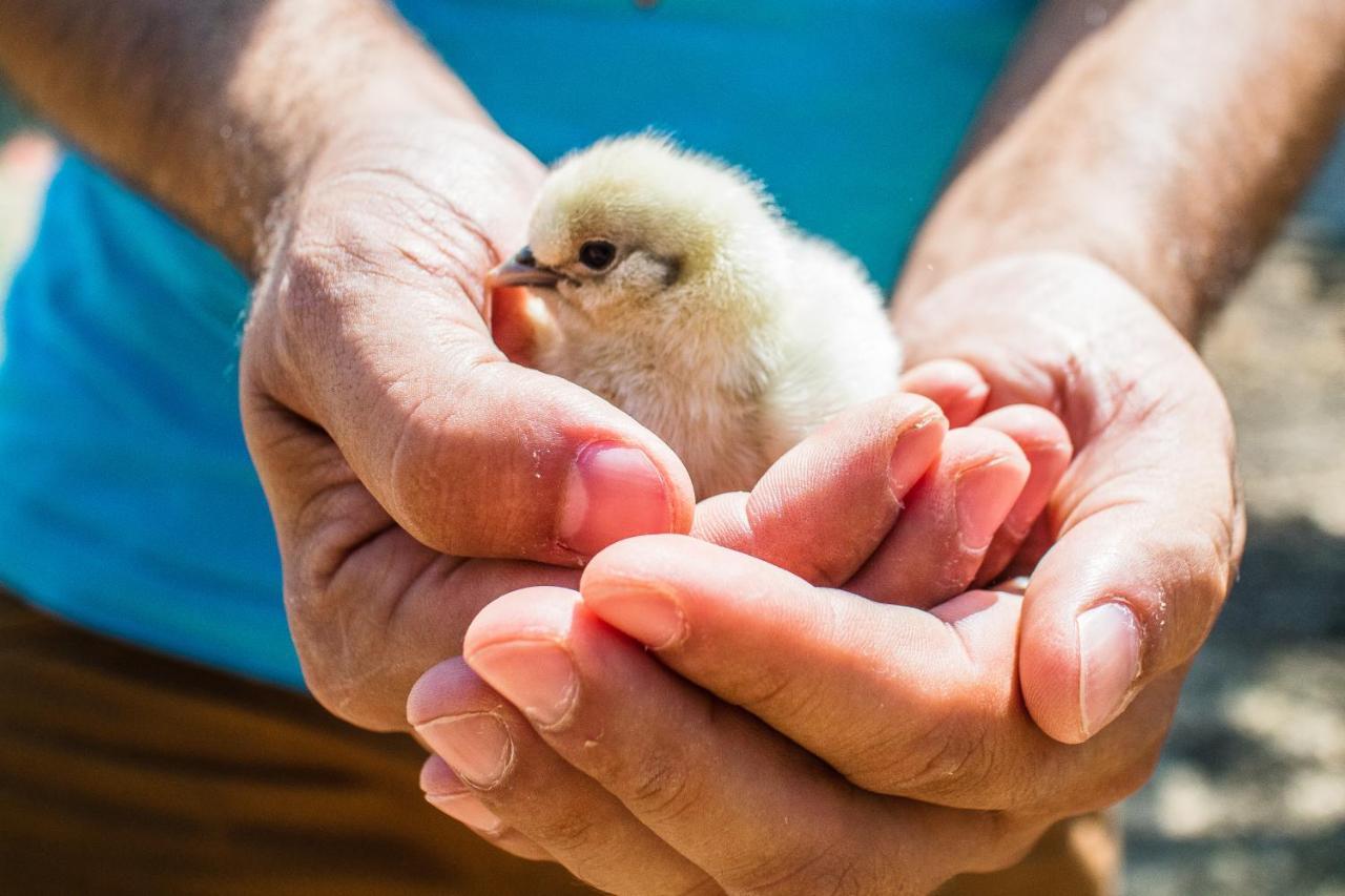 Il Gallo Con Gli Stivali 테르몰리 외부 사진