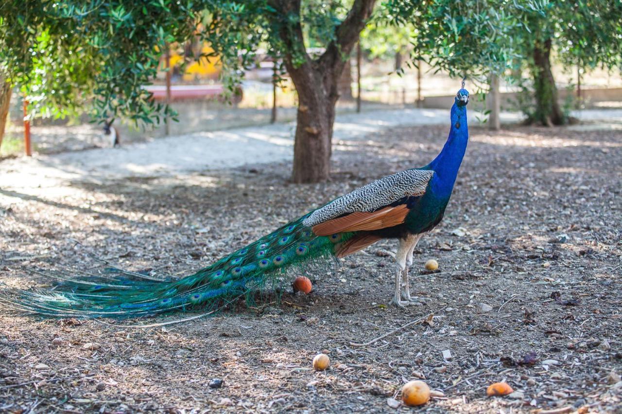 Il Gallo Con Gli Stivali 테르몰리 외부 사진