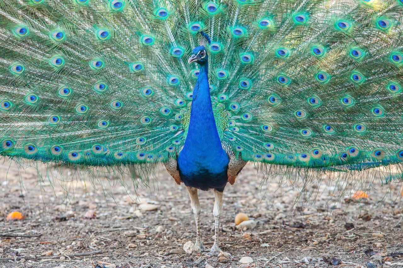 Il Gallo Con Gli Stivali 테르몰리 외부 사진