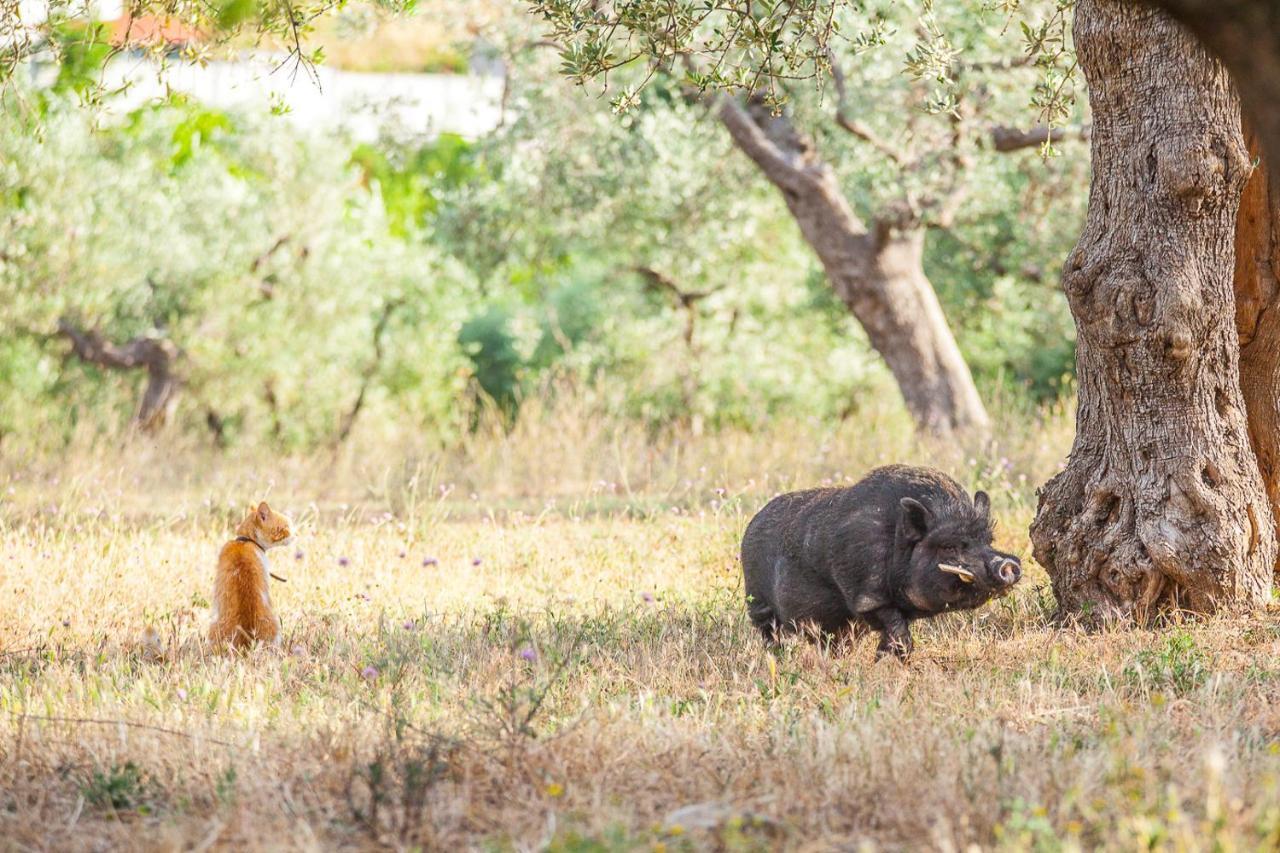 Il Gallo Con Gli Stivali 테르몰리 외부 사진